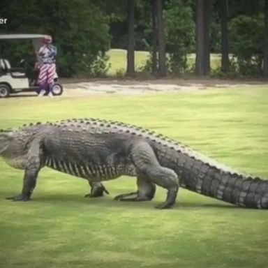 VIDEO: Woman walking dog victim of gator attack