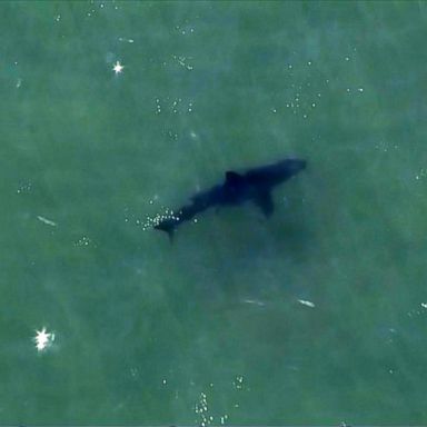 VIDEO: Shark attack in Massachusetts