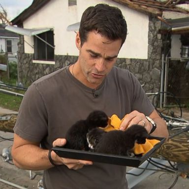 VIDEO: A woman in Panama City, Florida, said the four kittens suddenly appeared in her home after a ceiling collapsed.