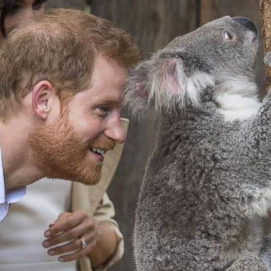 VIDEO: Harry, Meghan celebrate baby news in Australia