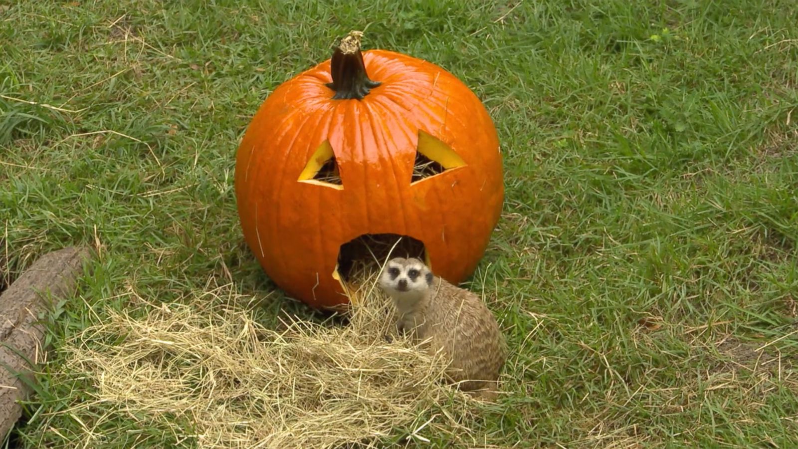 VIDEO: These animals at Animal Kingdom love Halloween