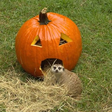 VIDEO: These animals at Animal Kingdom love Halloween