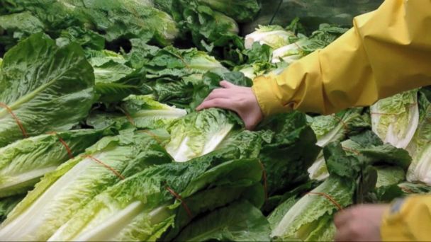 E Coli News Videos Abc News