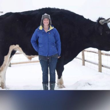 VIDEO: A big beef is building between two large steer in Australia and Canada.