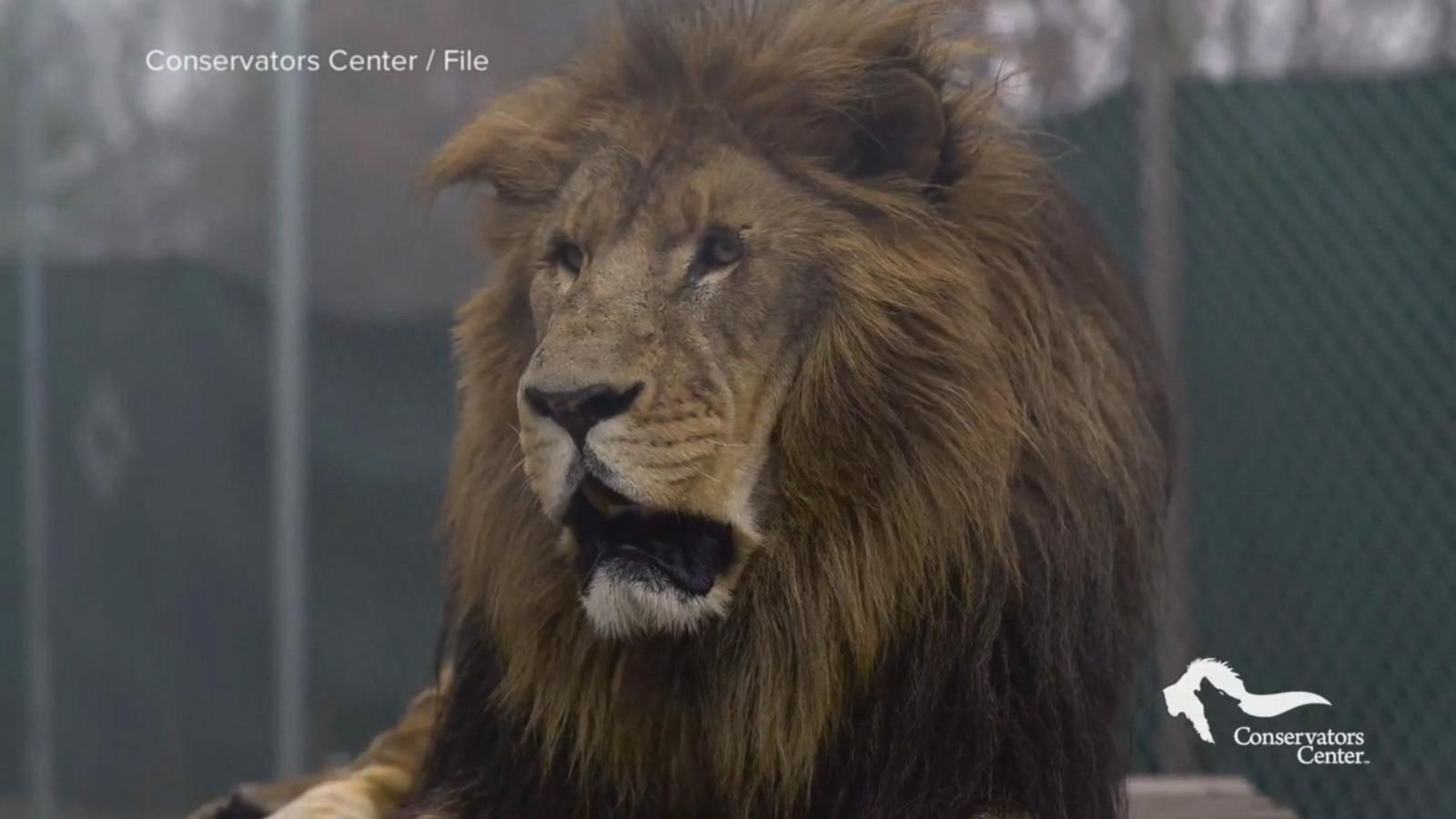 VIDEO: Lion escapes zoo enclosure, kills 22-year-old intern