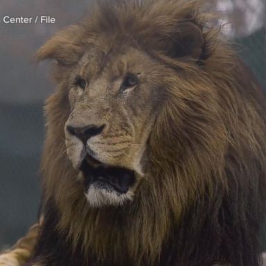 VIDEO: Lion escapes zoo enclosure, kills 22-year-old intern 