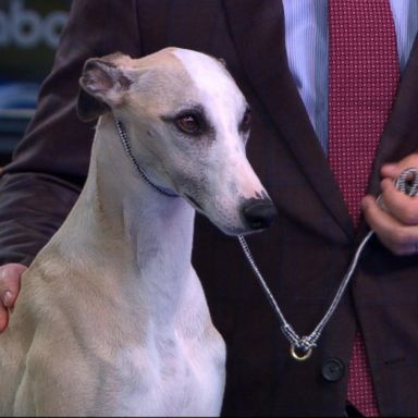 VIDEO: Meet the dog who took top prize at American Kennel Club championship