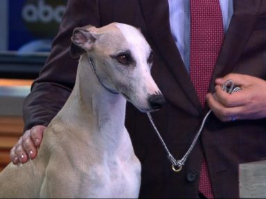 sugar valley whippets