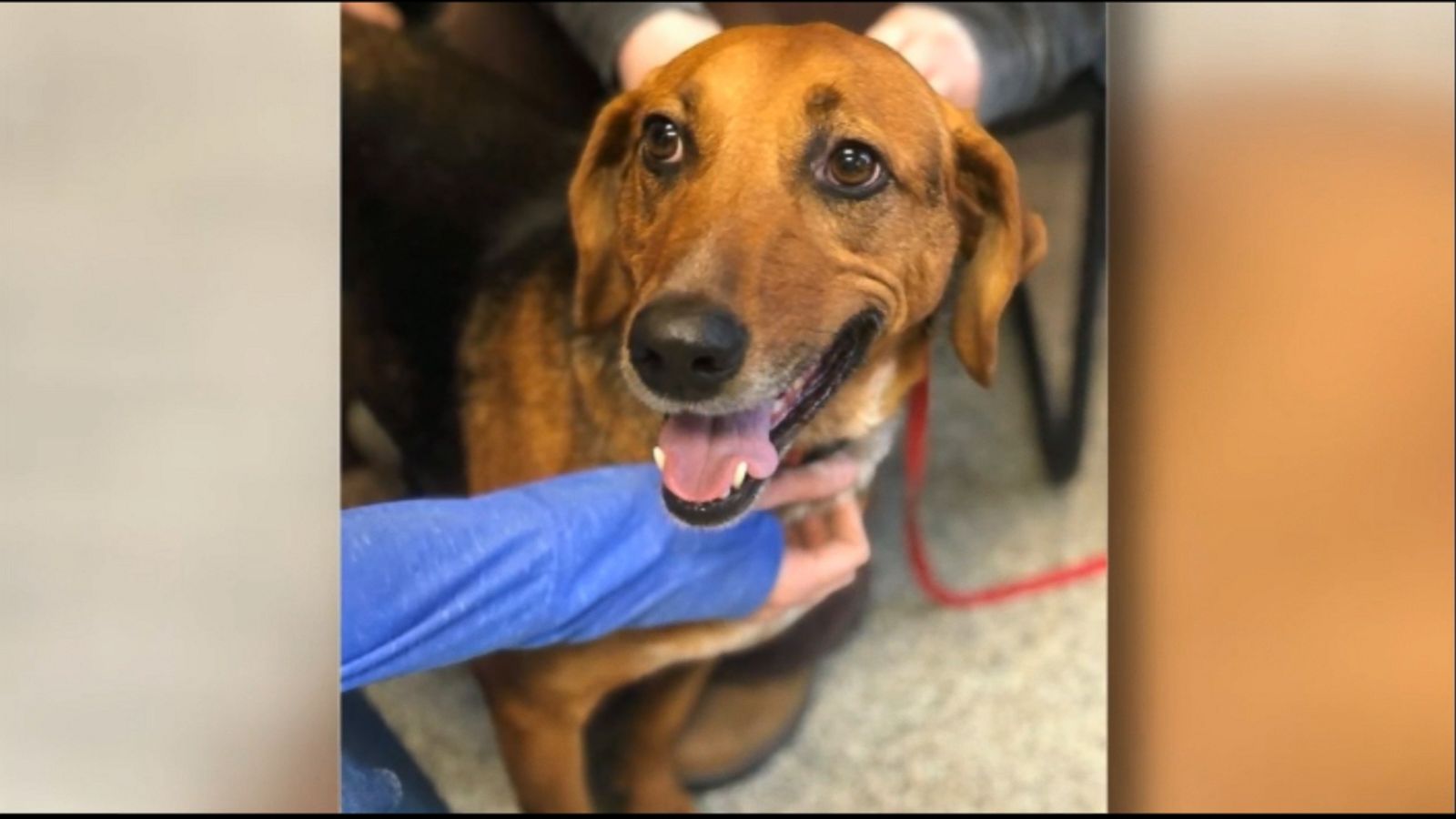 VIDEO: Cassie stayed at the Dayton Humane Society Shelter the longest of any other dog.