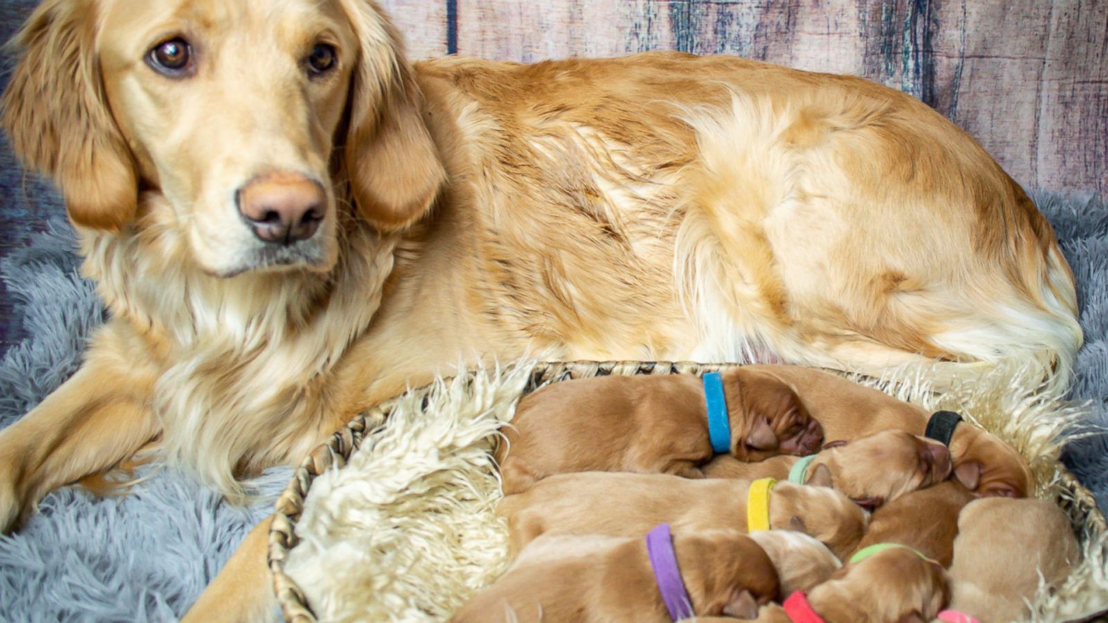 VIDEO: This Golden Retriever who had maternity shoot just gave birth to puppies