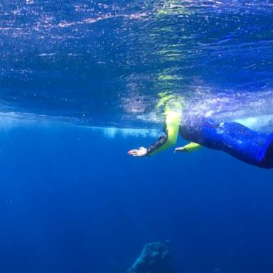 VIDEO: Ginger Zee swims with humpback whales