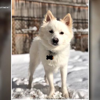 VIDEO: Man rescued from Lake Michigan while trying to rescue dog