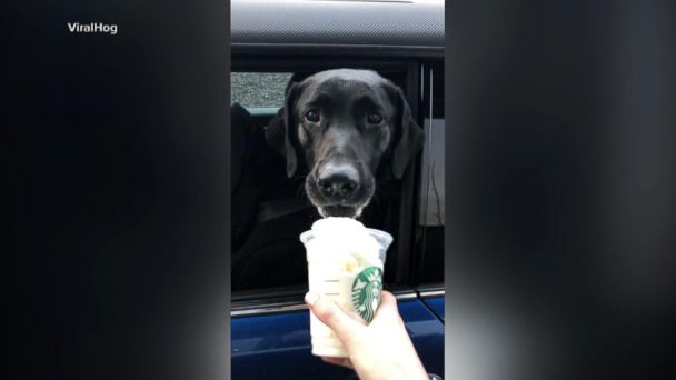 what is the puppy drink at starbucks