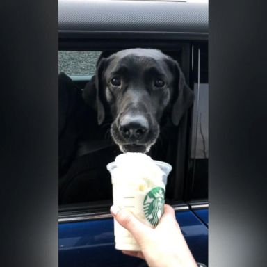 VIDEO: This dog is obsessed with Starbucks!