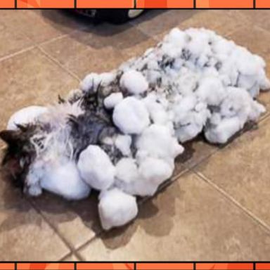 VIDEO: The cat that survived the polar vortex