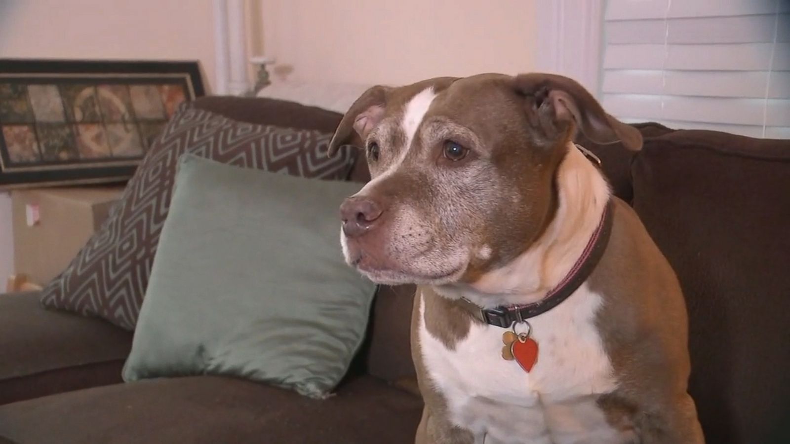 VIDEO: Senior pit bull hailed a hero after saving family