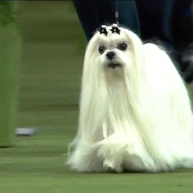 VIDEO: 4 dogs advance in Westminster Dog Show 