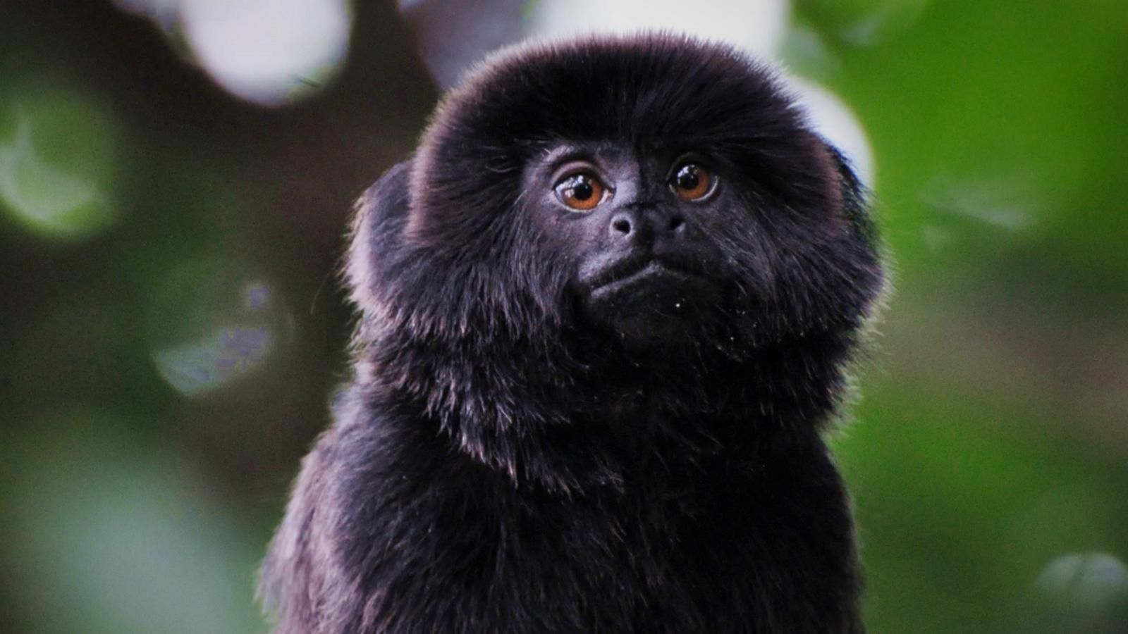 VIDEO: Rare monkey stolen from Palm Beach Zoo found safe