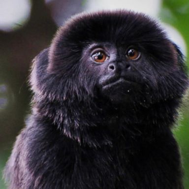 VIDEO: Rare monkey stolen from Palm Beach Zoo found safe