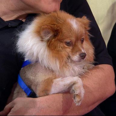 VIDEO: Rescued puppies take over 'GMA'