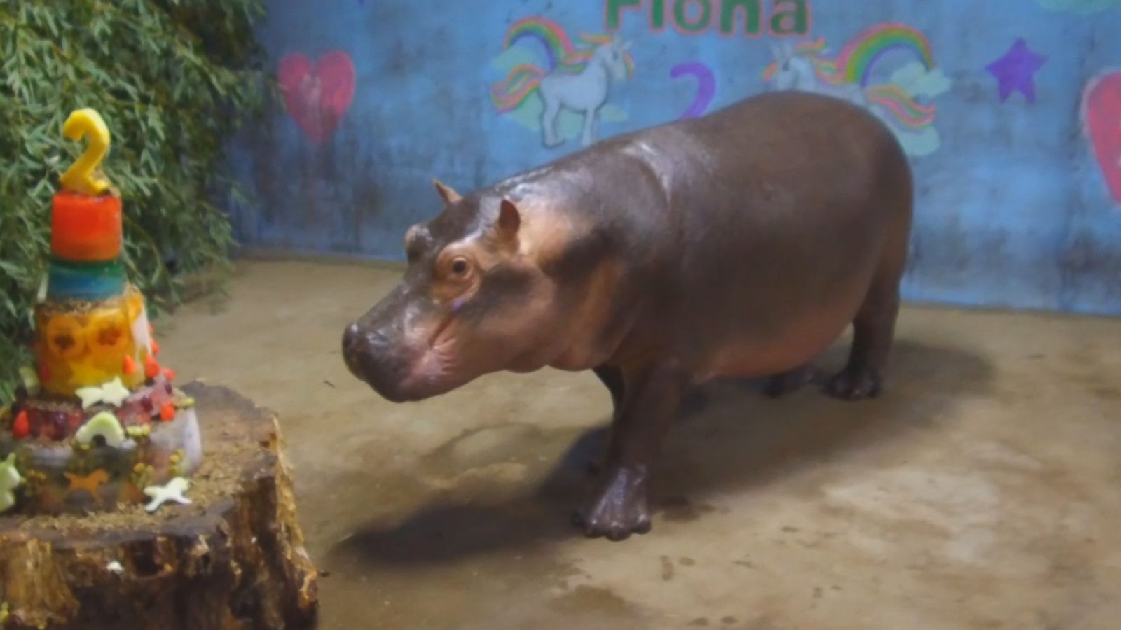 Happy National Hippo Day Were Celebrating With The World Famous Fiona