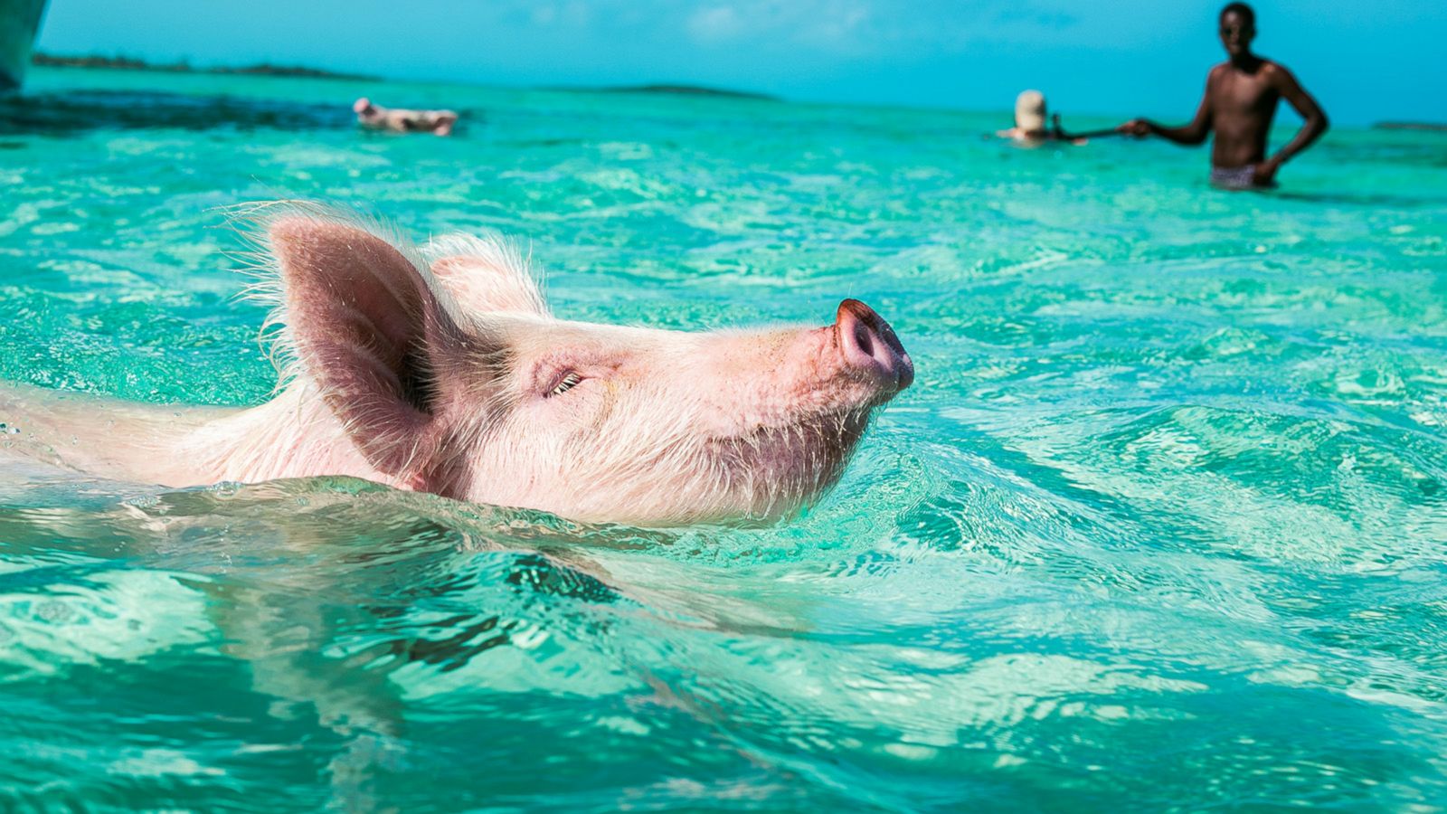 VIDEO: Swim with pigs when you book a villa at this Bahamas resort