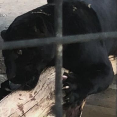 VIDEO: Jaguar attacks woman at Arizona zoo