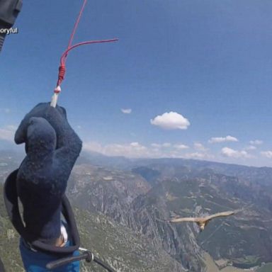 VIDEO: Hang gliders have near-miss with massive vulture