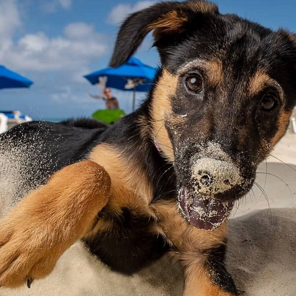 VIDEO: Take a potcake to the beach or adopt a pup at this animal rescue in paradise