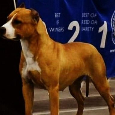 VIDEO: Prize-winning show dog vanishes at busy airport