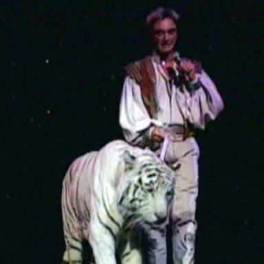 VIDEO: New allegations about onstage attack in Siegfried and Roy show