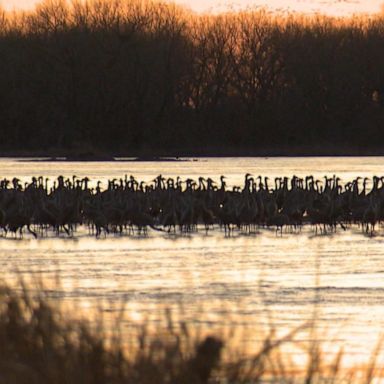 VIDEO: Visiting the extraordinary sandhill cranes habitat in Nebraska