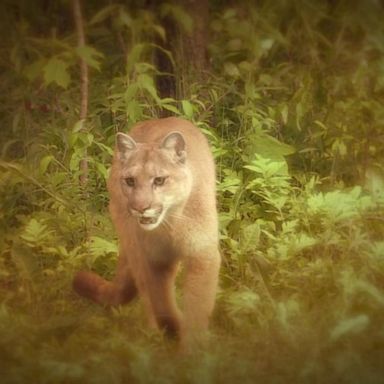 VIDEO: Mom wrestles son free from a cougar