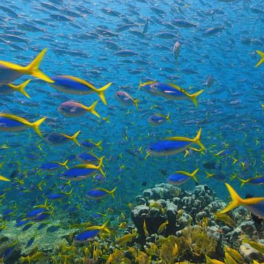 VIDEO: Visiting the beautiful Misool island in Indonesia 