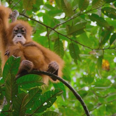 VIDEO: Exploring the habitat of Sumatra in Indonesia