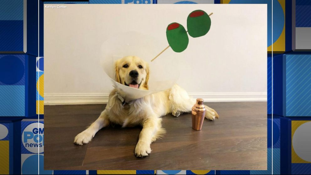 This Golden Retriever S Cone Of Shame Costumes Bring Him