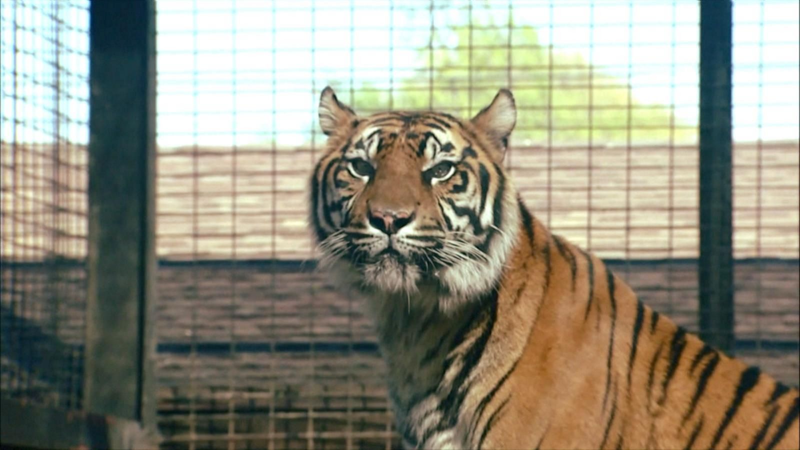 Zoo worker hospitalized after tiger attack - Good Morning America