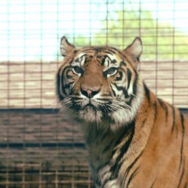 VIDEO: Zoo worker hospitalized after tiger attack