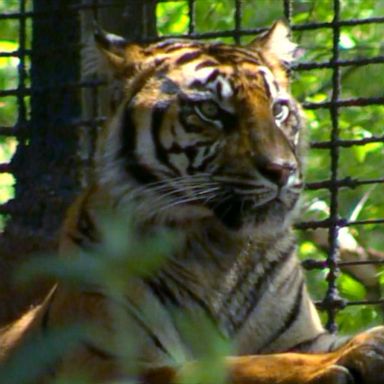 VIDEO: Zoo director speaks out after zookeeper attacked by tiger 