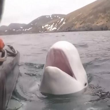 VIDEO: Beluga whale spotted with Russian harness