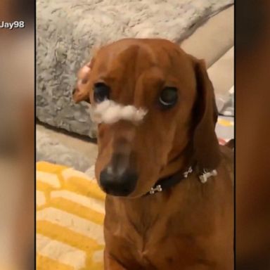 VIDEO: Dog adorably denies ripping a cushion