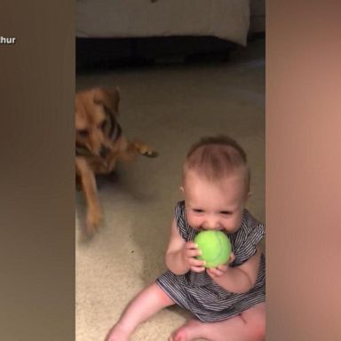 VIDEO: Dog gets jealous of her 'baby sister'