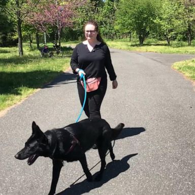 VIDEO: Woman's foster dog has a part-time job learning to sniff out cancer