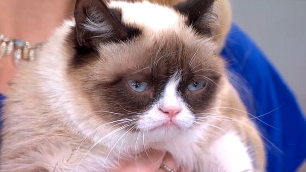 Grumpy Cat, the internet's most famous cat, dead at 7