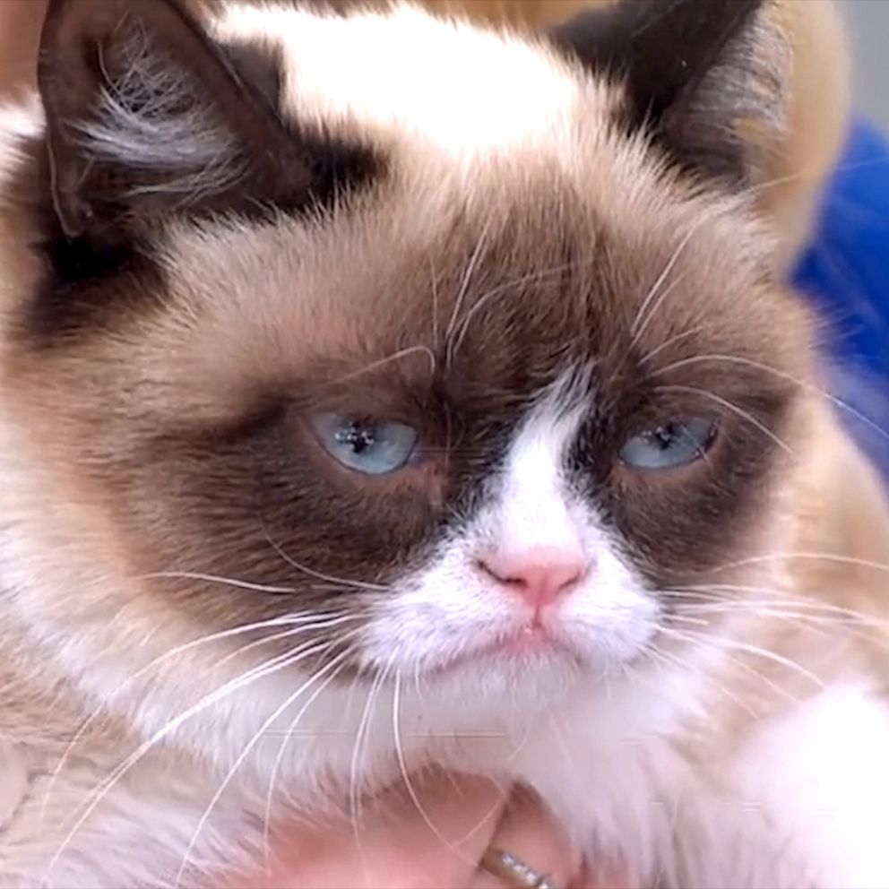 Grumpy Cat Dies Aged 7