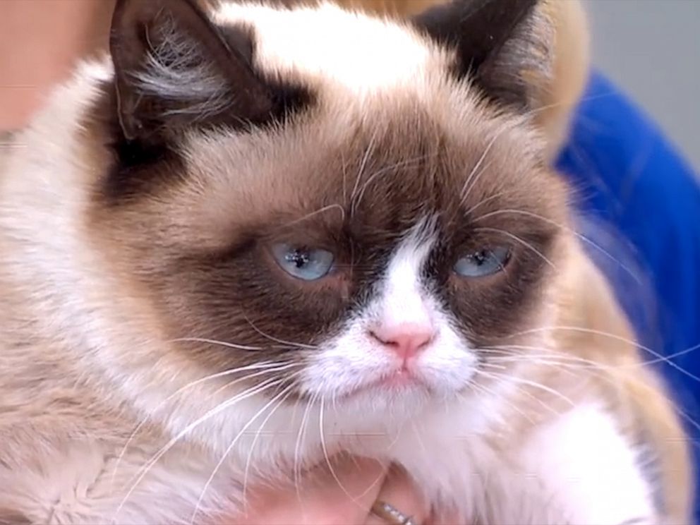 Pet Celebrities: How Grumpy Cat Became a Household Name - ABC News