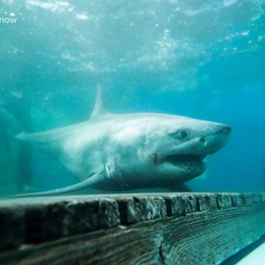 VIDEO: Great white shark spotted in Long Island Sound 