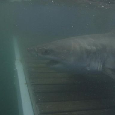 VIDEO: New shark concerns as beach season begins