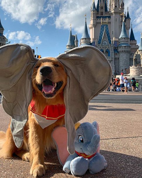 This service dog took the cutest trip to Walt Disney World - Good