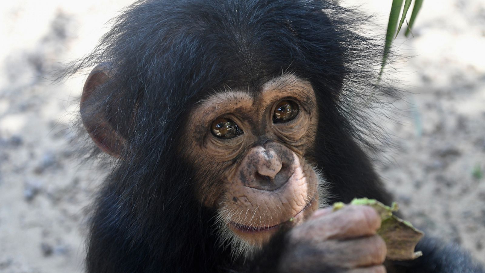 VIDEO: These baby chimps can't stop hugging their newest friend